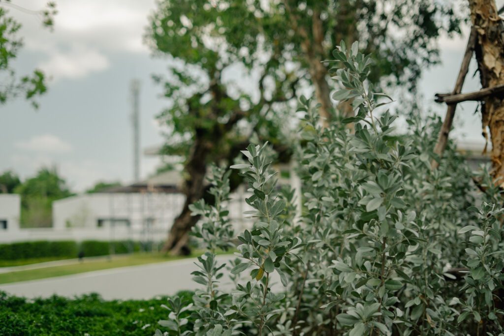 Do Green Spaces Reduce Stress? | Landscape Design by BOLA Phuket