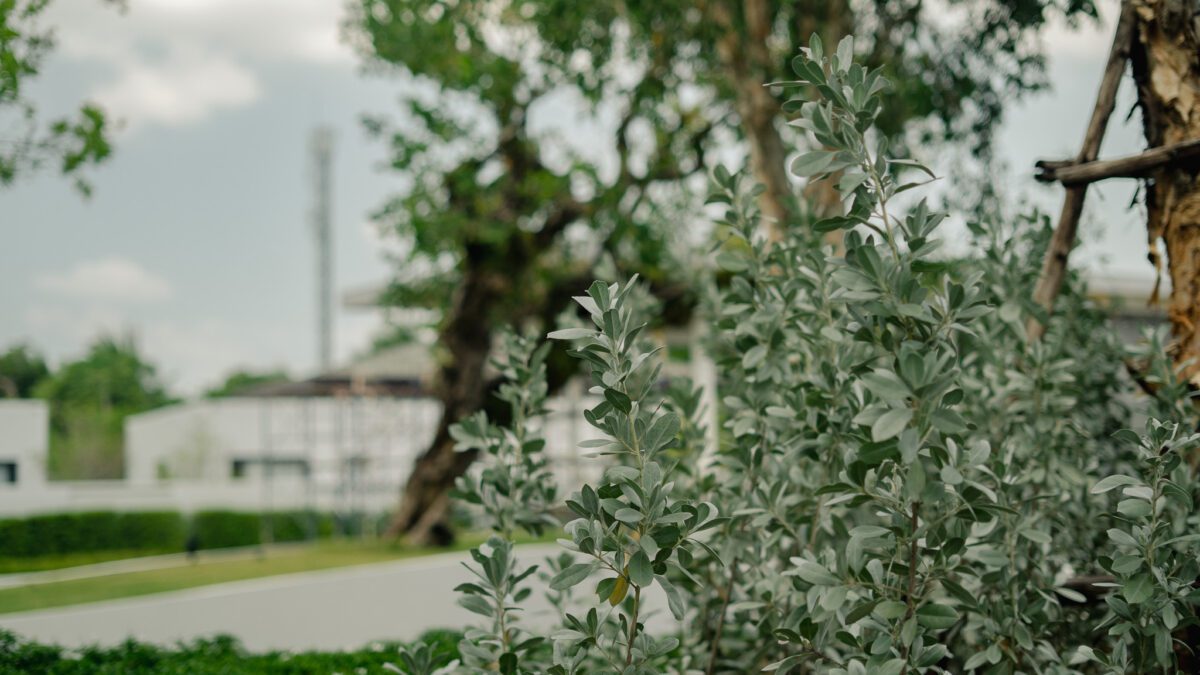 Do Green Spaces Reduce Stress? | Landscape Design by BOLA Phuket